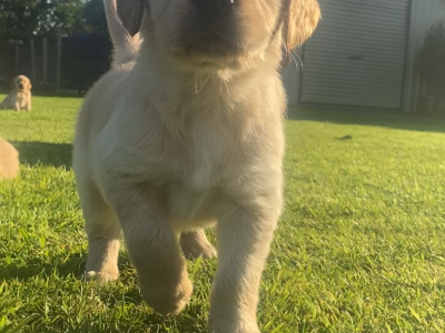 Golden Retriever Puppies in Dungarvan – IKC Registered