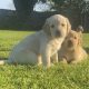 Golden retriever puppies