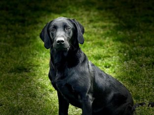 Handsome 1yr old Male Labrador
