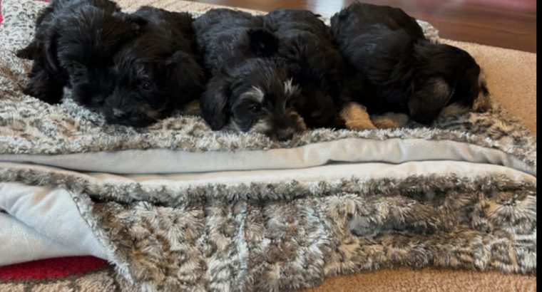 Miniature schnauzers