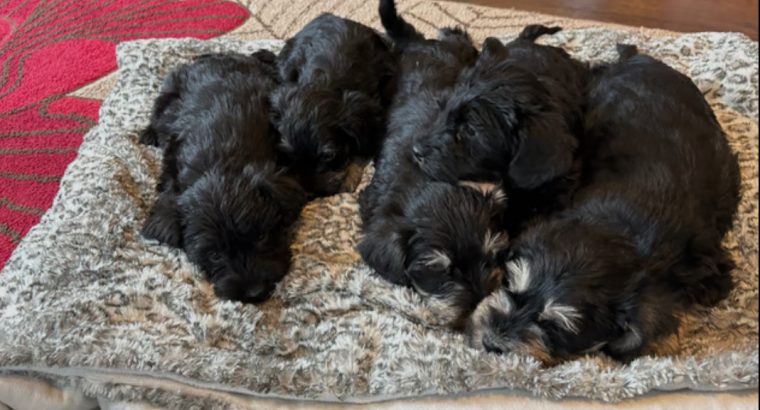Miniature schnauzers