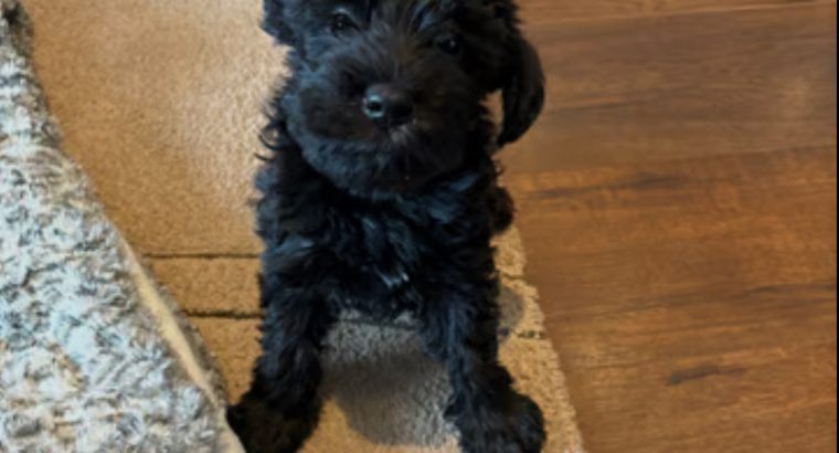 Miniature schnauzers