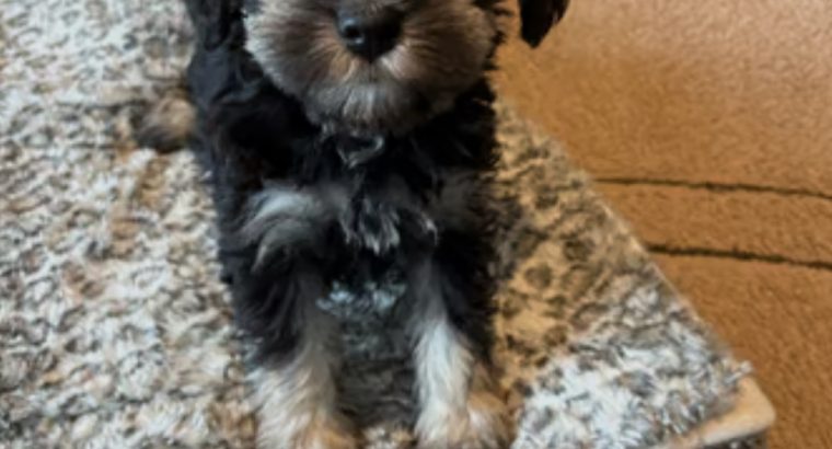 Miniature schnauzers