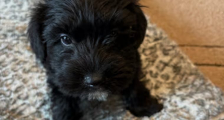 Miniature schnauzers