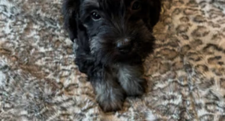 Miniature schnauzers