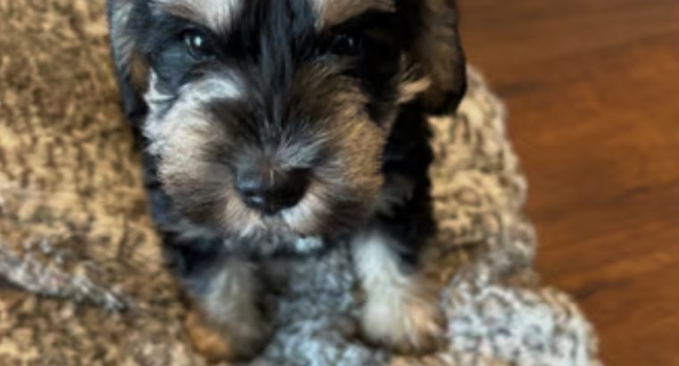 Miniature schnauzers