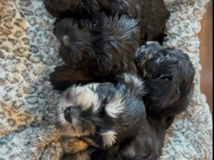 Miniature schnauzers