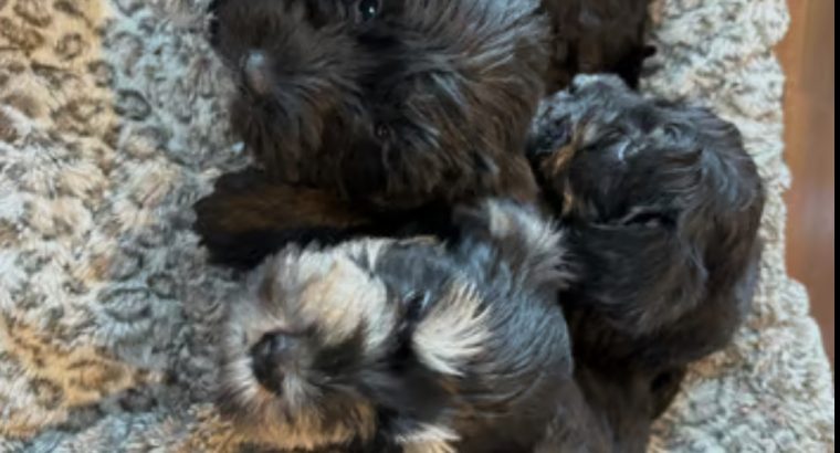 Miniature schnauzers