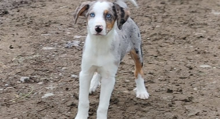 Blue merle 4month old female and male
