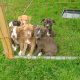 American Pit Bull Pups For Sale