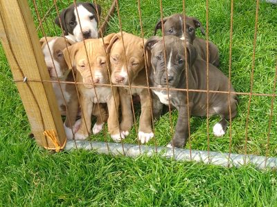 Brown American Pit Bull Pups in Macroom