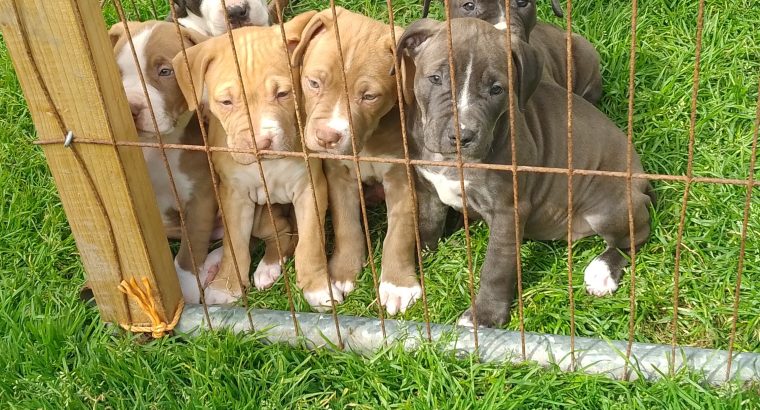 American Pit Bull Pups For Sale