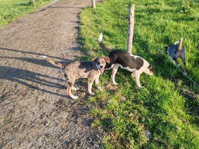 Blue Merle Collies for Sale in Beaufort