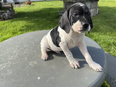 Pointer Puppies for Sale in Mullingar – IKC Reg