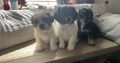 4 Beautiful shitzu cross pups for sale