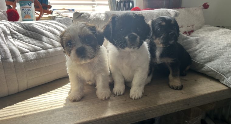 4 Beautiful shitzu cross pups for sale