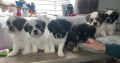 4 Beautiful shitzu cross pups for sale