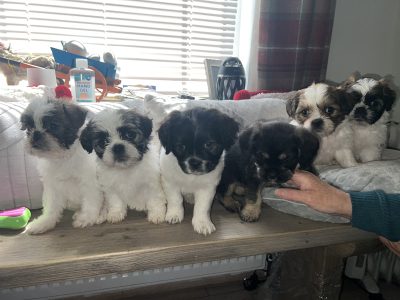 Shitzu Cross Puppies for Sale in Swinford