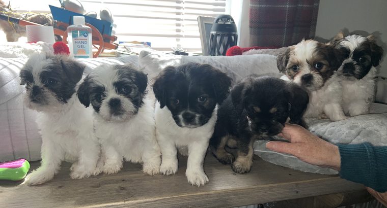 4 Beautiful shitzu cross pups for sale