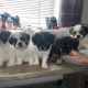 4 Beautiful shitzu cross pups for sale