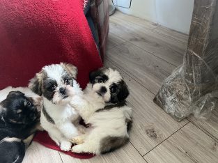 4 Beautiful shitzu cross pups for sale