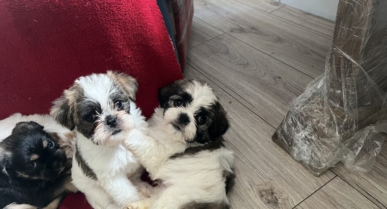 4 Beautiful shitzu cross pups for sale