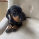 Miniature dachshunds puppy