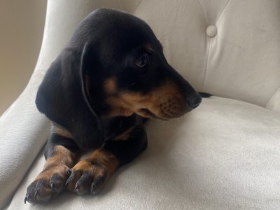 Playful Miniature Dachshunds in Dublin