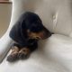 Miniature dachshunds puppy