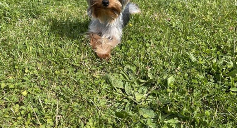 Tea cup male yorkie