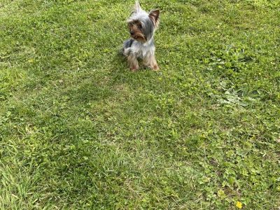 Tea Cup Yorkshire Terrier in Navan – Playful Pup