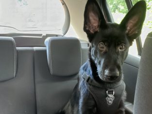 Black German shepherd