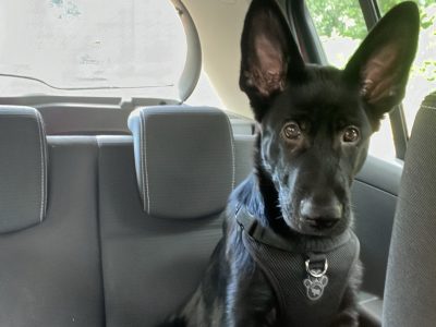 Black German shepherd