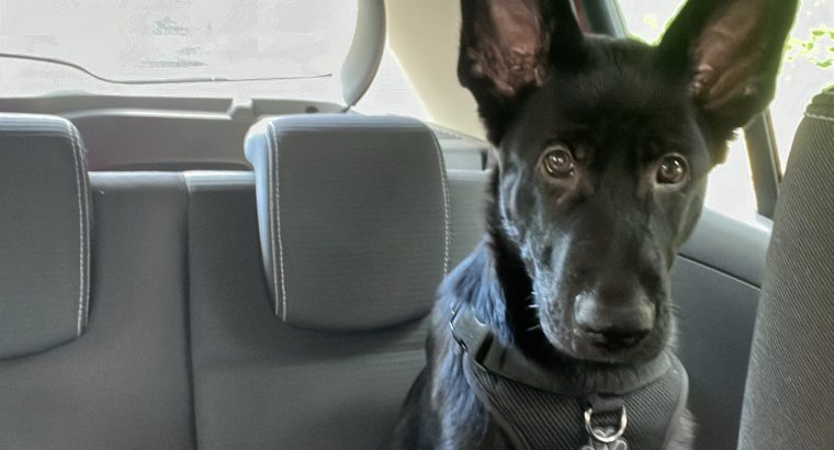 Black German shepherd