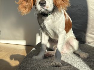 Cavalier King Charles for sale