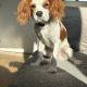 Cavalier King Charles for sale