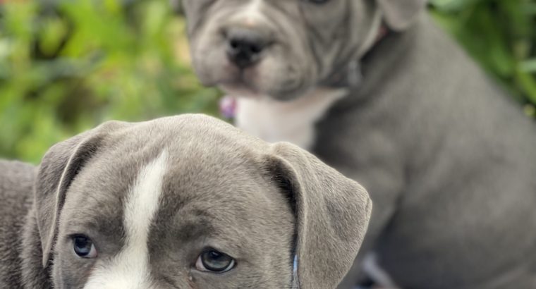 Staffordshire Bull Terrier Irish Kennel Club