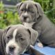 Staffordshire Bull Terrier Irish Kennel Club