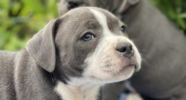 Staffordshire Bull Terrier Irish Kennel Club