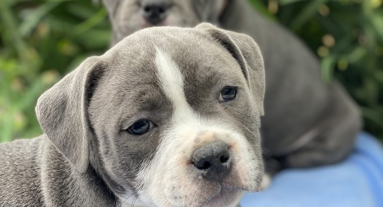 Staffordshire Bull Terrier Irish Kennel Club