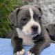 Staffordshire Bull Terrier Irish Kennel Club