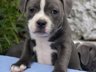 Staffordshire Bull Terrier Irish Kennel Club