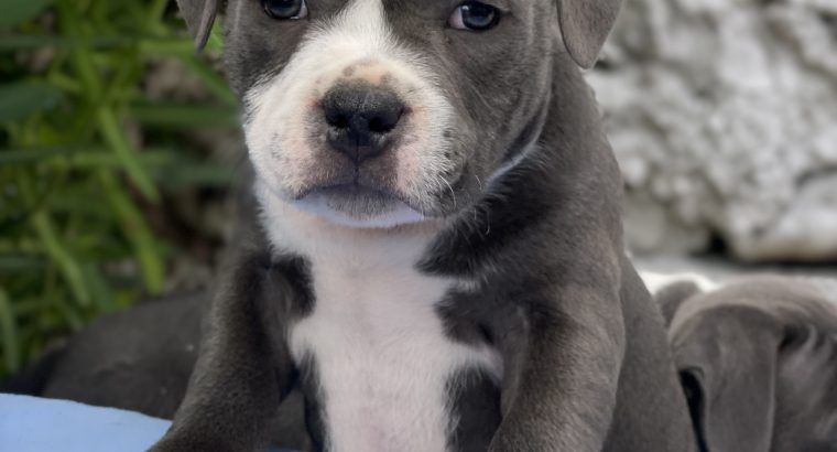 Staffordshire Bull Terrier Irish Kennel Club Dogs For Sale Ireland