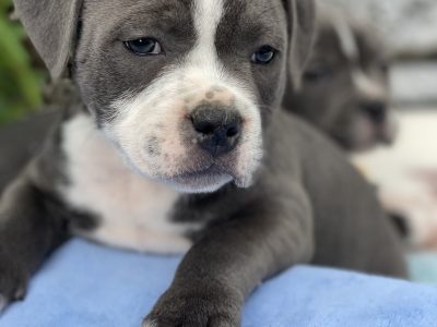 Staffordshire Bull Terrier Puppies in Limerick