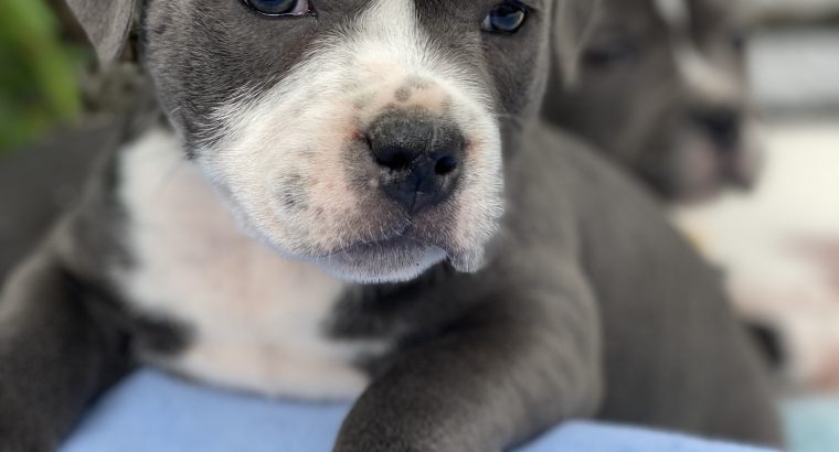 Staffordshire Bull Terrier Irish Kennel Club