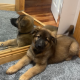 German Shepard Puppies For Sale