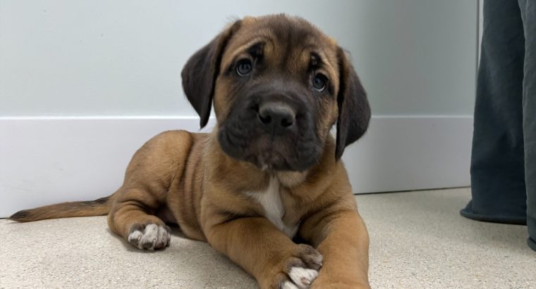 Cane Corso Italian Mastiff