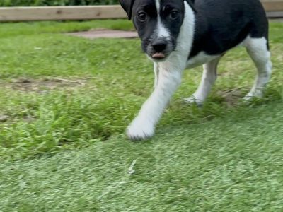 Plummer Terrier Pups for Sale in Moville