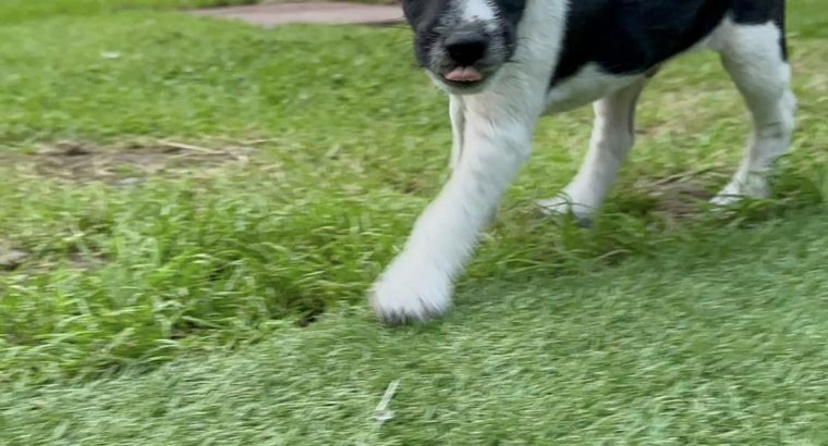 Adorable Terrier (Plummer Terrier Cross) Pups
