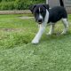 Adorable Terrier (Plummer Terrier Cross) Pups